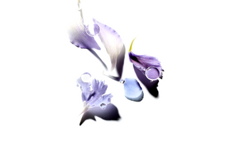 logo of the company