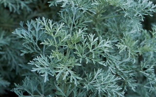 Pelin Otu – Mugwort